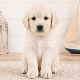 Pearl - White female Double Doodle puppy in Whitsett, North Carolina from Rock Creek Doodles NC