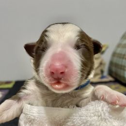 Solo - Border Collie puppy in Powhatan, Virginia from Kiltedcollies