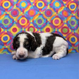 Blue - Brown male Poodle puppy in Houma, Louisiana from Smart Azz Poodles