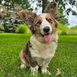 Cardigan Welsh Corgi puppies from Highplains Herders