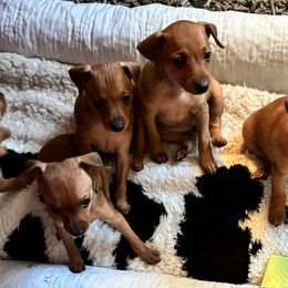Grant - Red male Miniature Pinscher puppy in Eagle Creek, Oregon from Peacock Miniature Pinschers