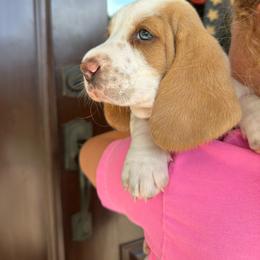 Georgia - Lemon and white female Basset Hound puppy in Yadkinville, North Carolina from K&B Farms & Bassets