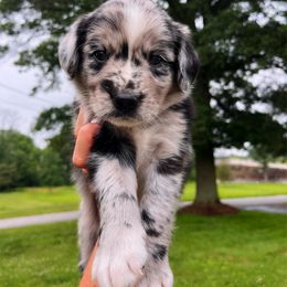 Bordoodle Puppies from The Weekend Farm