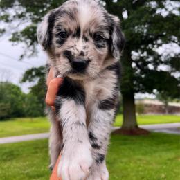Bordoodle Puppies from The Weekend Farm