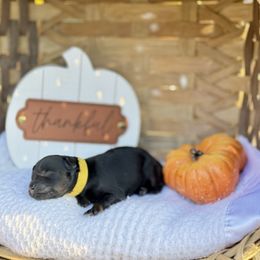 Yellow collar - Phantom male Poodle puppy in Rome, Georgia from Victoria’s Designer Doodles