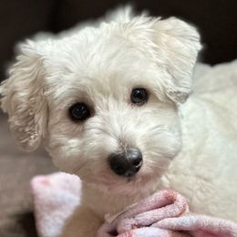 Waylon - Coton de Tulear