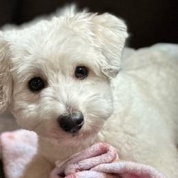 Waylon - Coton de Tulear