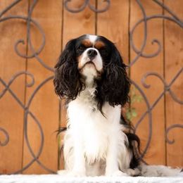 Barron - Cavalier King Charles Spaniel