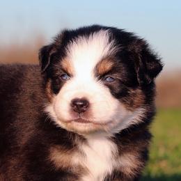 Australian Shepherd and Miniature Australian Shepherd Puppies from Sassy Lil Aussies