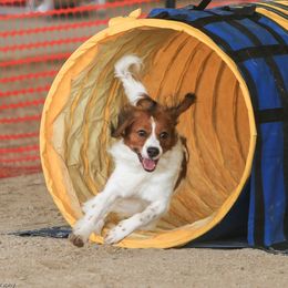 Nederlandse Kooikerhondje All Grown Up from Noble Pines Kooikerhondjes