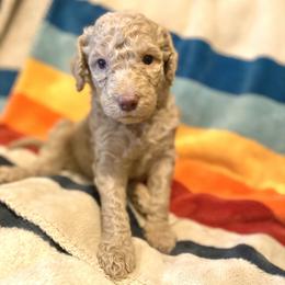 Moose (Orange Collar) - Caramel red male Labradoodle puppy in Toledo, Washington from Bigfoot Doodles