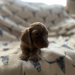 Custer - Dapple male Dachshund puppy in Sallisaw, Oklahoma from Wild West Dachshunds
