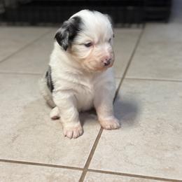 Australian Shepherd Puppies from Bullet & Whiskey’s Pups