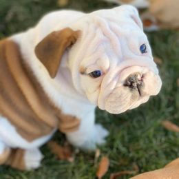 Bulldog Puppies from Trevino’s Bulldogs
