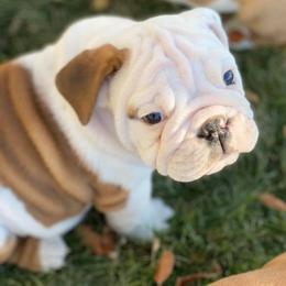 Bulldog Puppies from Trevino’s Bulldogs