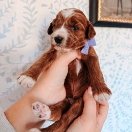 Eloise - lavender collar girl - Red  female Goldendoodle puppy in Ruthorfordton, North Carolina from Duncan Doodles Goldendoodles