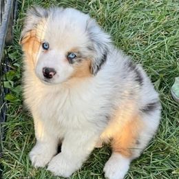 Orion - Blue merle male Miniature American Shepherd puppy in Rockford, Illinois from Andover Aussies