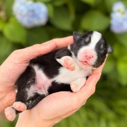 Aioli - Black tri male Miniature Australian Shepherd puppy in Raleigh, North Carolina from Bonbelle