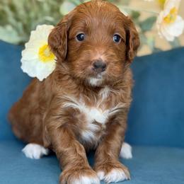 Mustang - Red  female Goldendoodle puppy in Yuciapa, California from AlltheDoodlez_