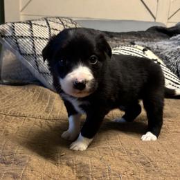 Girl 5 - Black and white female Border Collie puppy in Michie, Tennessee from Rivendell Border Collies