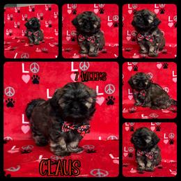 Claus - Sable male Shih Tzu puppy in Yelm, Washington from Lala's All Star Shih Tzu