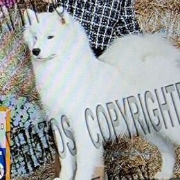 Nola - Samoyed