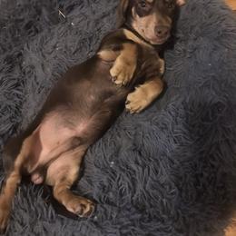 Boy 3 - Chocolate and cream Dachshund puppy in Great Bend, Pennsylvania from Dashing Doxies