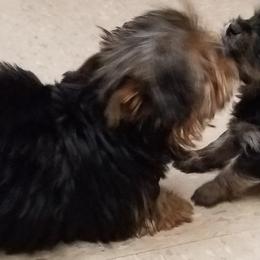 Biewer Terrier, German Shepherd, and Yorkshire Terrier Puppies from Mark Carfagno's Pups