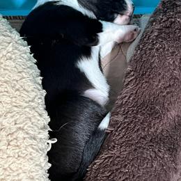 Border Collie Puppies from Roaring River Border Collies