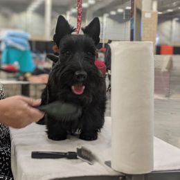 Scottish Terriers from Thistledown Scottish Terriers