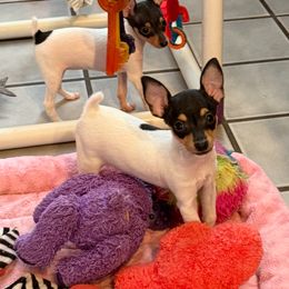 Toy Fox Terrier Puppies from Ultra Quest Show Dogs