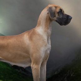 Bedlington Terriers and Great Danes from Cloud9 Bedlingtons and Argos Danes