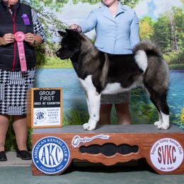 Akita from RiverRock Akitas