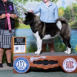 Akita from RiverRock Akitas