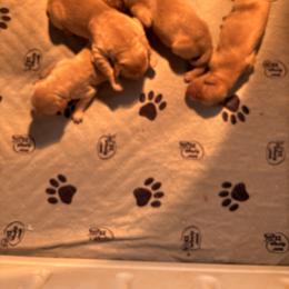 Boy 1 - Light golden male Golden Retriever puppy in Woodbury, Pennsylvania from Mejimo
