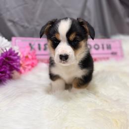 Romeo - Black and tan male Pembroke Welsh Corgi puppy in El Dorado Springs, Missouri from Trixie Dixie