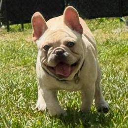 Baylor - French Bulldog