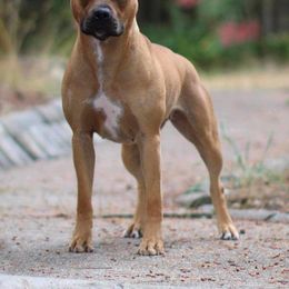 Justice - American Pit Bull Terrier