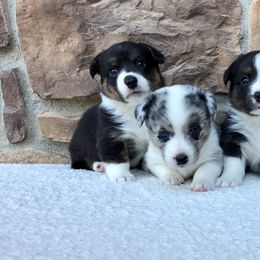 Cardigan Welsh Corgi and Dogo Argentino Puppies from Kirstin Booth