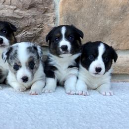 Cardigan Welsh Corgi and Dogo Argentino Puppies from Kirstin Booth