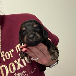 Milo - Black and tan male Dachshund puppy in Miami, Florida from Teenie Bikini Weenies