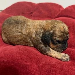 Cinnamon - Sable female Cavapoo puppy in Spokane, Washington from PJE Cavs and Poos