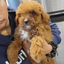Loki - Apricot male Goldendoodle puppy in Milwaukwe, Wisconsin from Wisconsin Doodles