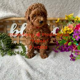 Frank - Red  male Poodle puppy in Boyes, Montana from Strawberry Poodle Patch