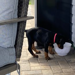Doberman Pinscher Puppies from TeatreeDoberman