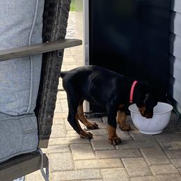 Doberman Pinscher Puppies from TeatreeDoberman