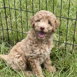 Girl 2 - Apricot Poodle puppy in St. Johns County, Florida from Skylark Legacy Farm Poodles & Doodles
