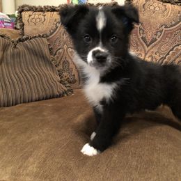 Australian Shepherd Puppies from Painted Blue Aussies