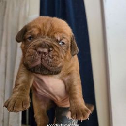 Blue boy - Red male Dogue de Bordeaux puppy in Michigan from Boondocks Bordeaux
