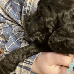Poodle Puppies from Sarsel Poodles